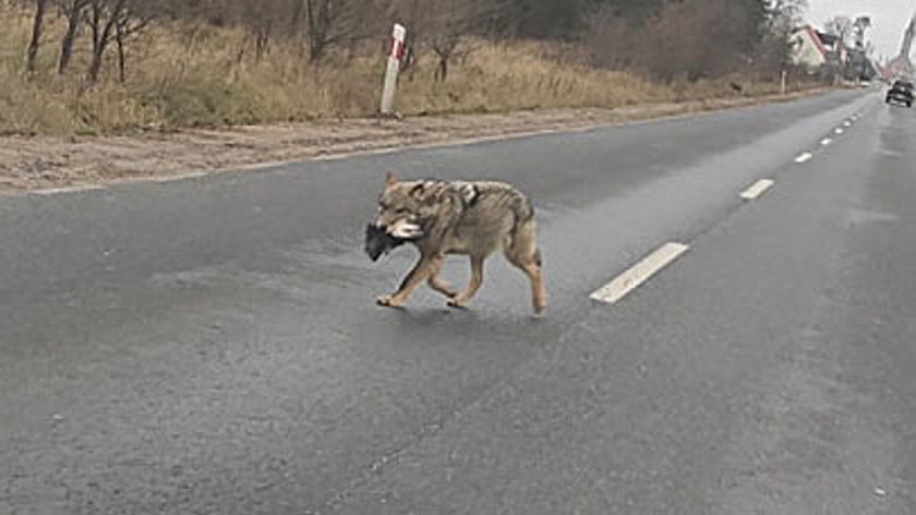 Trzebicz. Wilk odgryzł psu głowę i niósł ją w pysku po ulicy