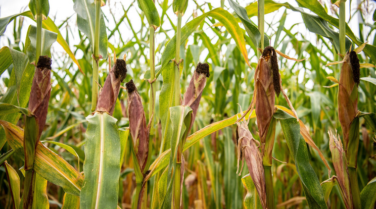 Kukorica importra van szükség / Fotó: Northfoto