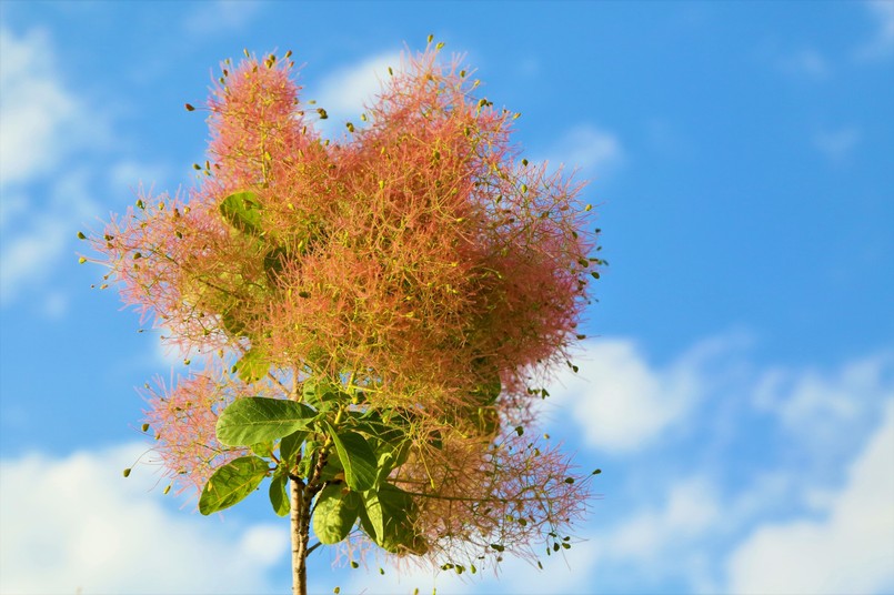 Perukowiec podolski Cotinus,Coggygria,,Sin.,Rhus,Cotinus,,European,Smoke,Tree,,Eurasian,Smoke