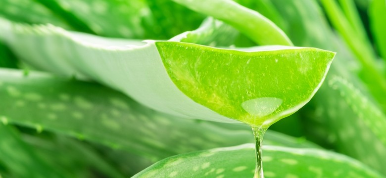 QUIZ o domowych metodach leczenia z PRL. Pamiętasz te naturalne sposoby?