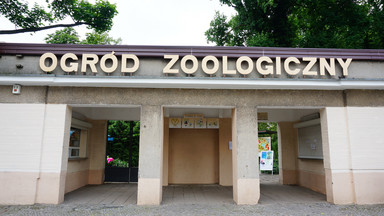 Weekendowe atrakcje w poznańskim zoo i nowi „mieszkańcy” ogrodu