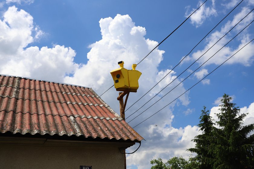 Kierowcy zwalnija na widok ptasiej budy 