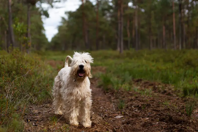 Irish Soft Coated Wheaten Terrier / Audrius Vizbaras, Pexels