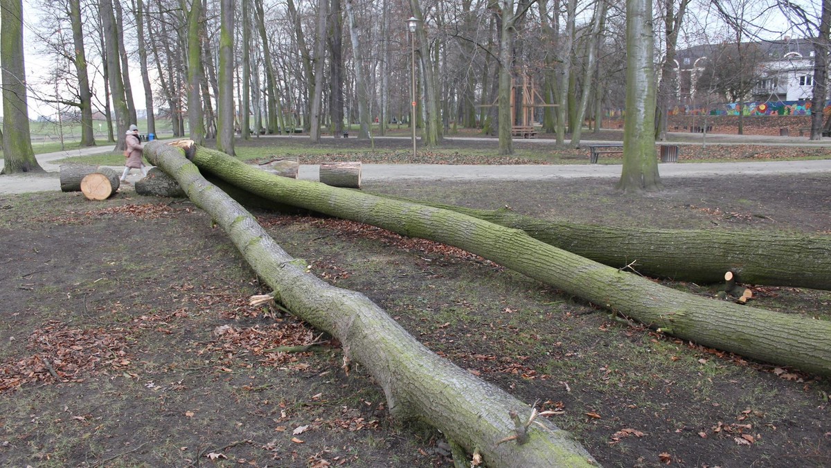 Opolscy radni z klubu Razem dla Opola chcą, by Miejski Zarząd Dróg został poddany kontroli, która ma wykazać, jak MZD dba o zieleń w mieście. Kontrola w spółce ma być efektem wycinki drzew w parku Nadodrzańskim, która wywołała wiele pytań i falę kontrowersji.