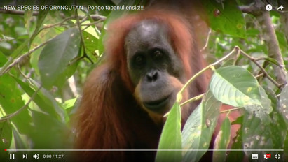 Szenzációs! Új, ám a kihalás szélén álló orángutánfajt fedeztek fel – videó