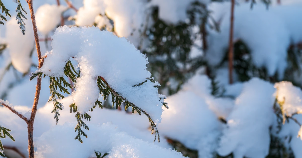 W styczniu wykonaj ten zabieg na tujach. Wiosną odwdzięczą się pięknym wyglądem
