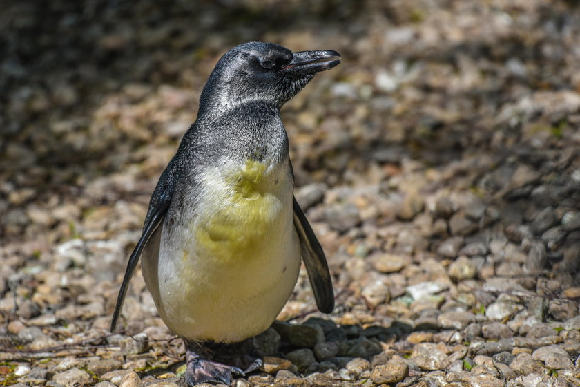 W ZOO w Łodzi sensacja. Urodziny pingwina. Będzie miał imię na „I"