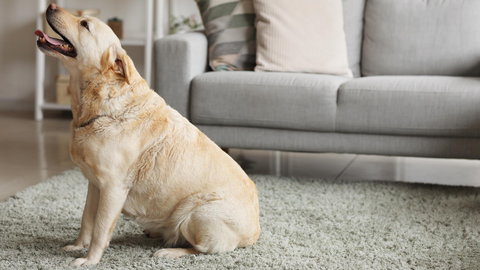 Czy duży pies w mieszkaniu faktycznie się męczy? Sprawdza psi behawiorysta