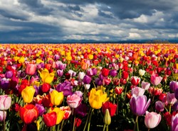 Hiacynty, tulipany i żonkile. Najpiękniejszy ogród świata otwarty