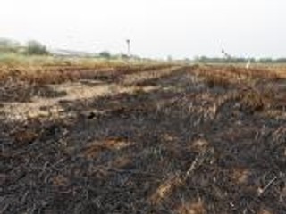 Co grozi za wypalanie traw?