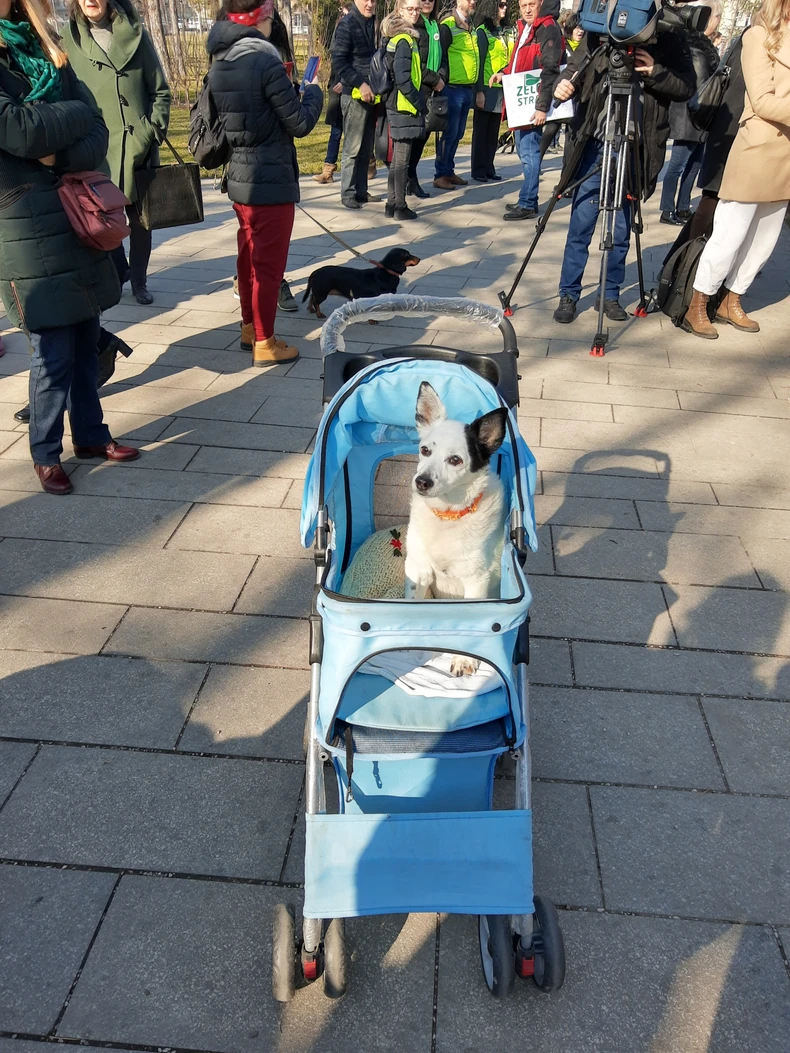 Katarina i njen pas su peške došli iz Zemuna