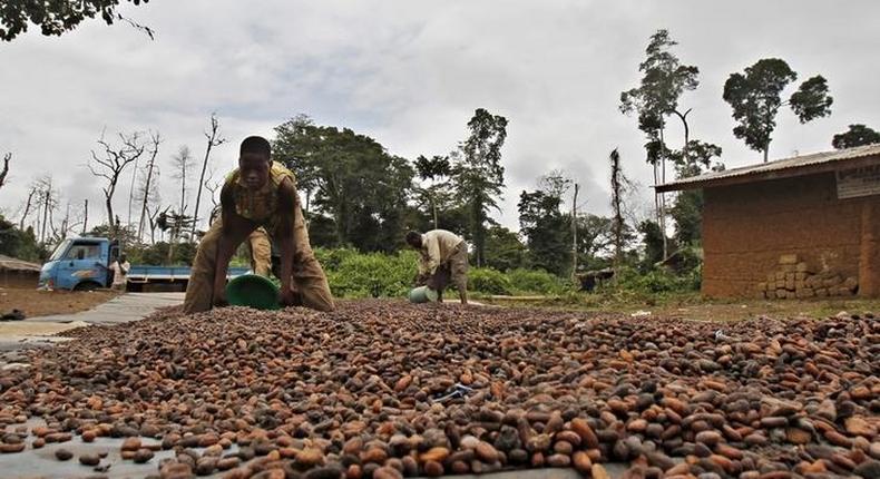 Workers dry cocoa beans in the village of Goin Debe, Blolequin department, western Ivory Coast August 17, 2015.   REUTERS/Luc Gnago