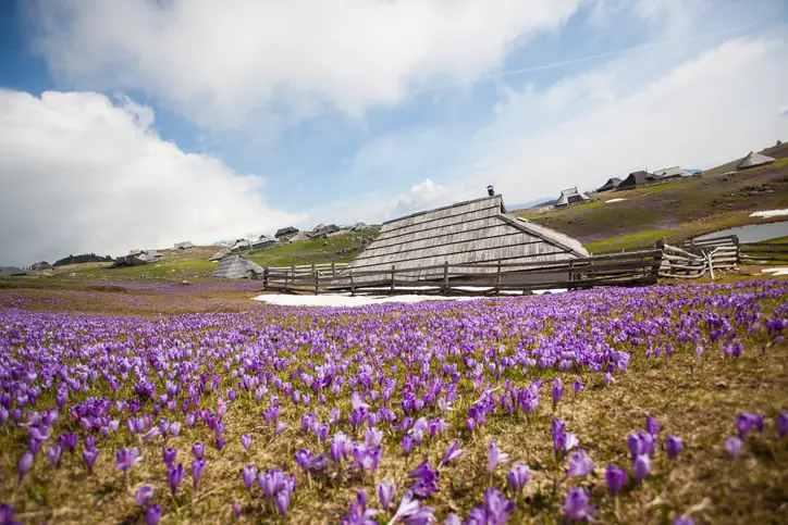 Velika Planina