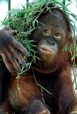 INDONESIA-ORANG UTAN