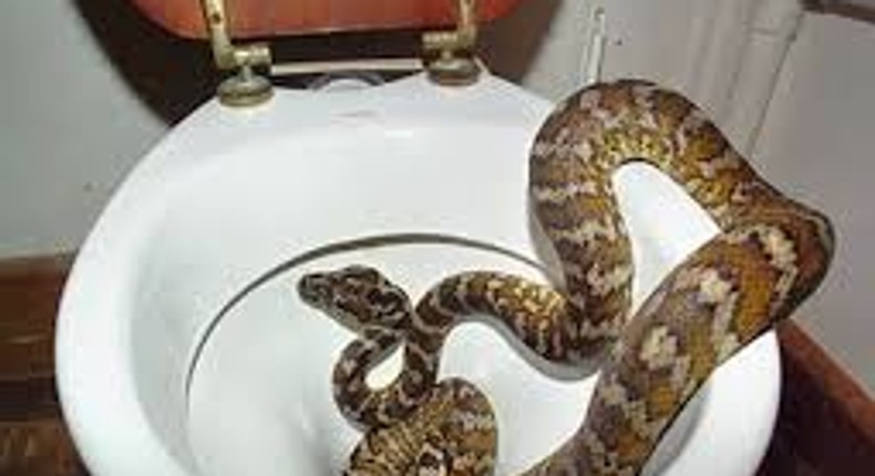 Australians no longer safe as thirsty snakes sneak into toilets