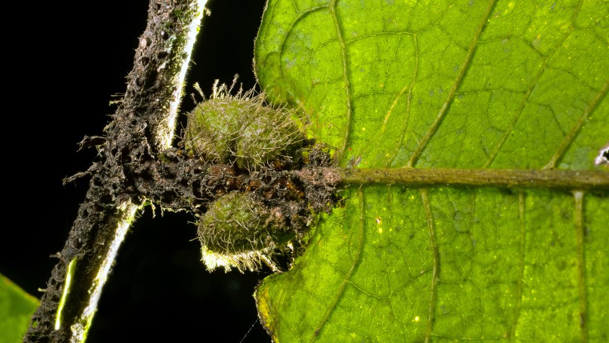 Mrówki budują pułapki w roślinie Hirtella physophora, z którą żyją w pełnej symbiozie