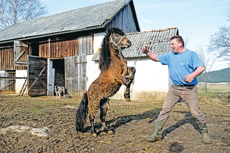 Povratnik: Nikola Hinić kaže da je "budala i bena uvek bilo i biće"