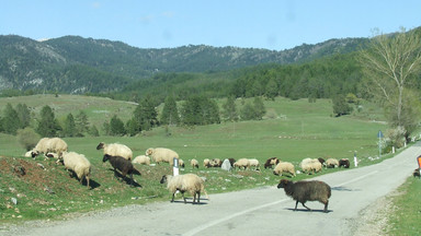 Albania. Między domami stoją i chodzą brązowe krowy, owce, kozy i koguty