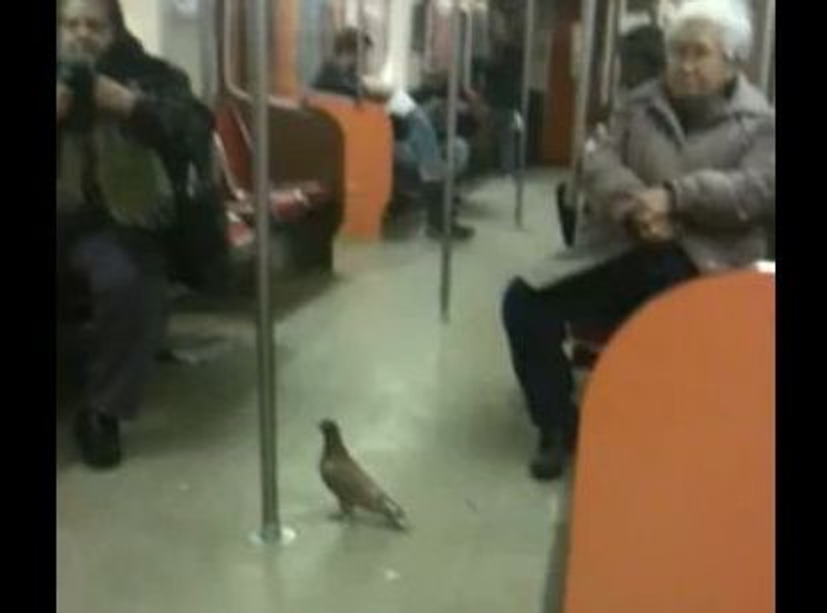 O gołębiu, który jeździł koleją