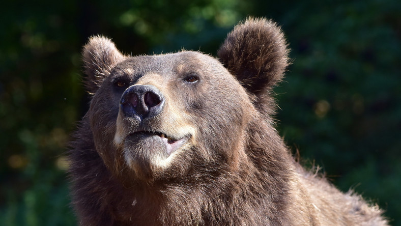 W Bieszczadach i Beskidzie Niskim ciągle aktywne są żyjące tam niedźwiedzie. Ostatnio ślady młodego osobnika zostały zaobserwowane w okolicach Sanoka (Podkarpackie).