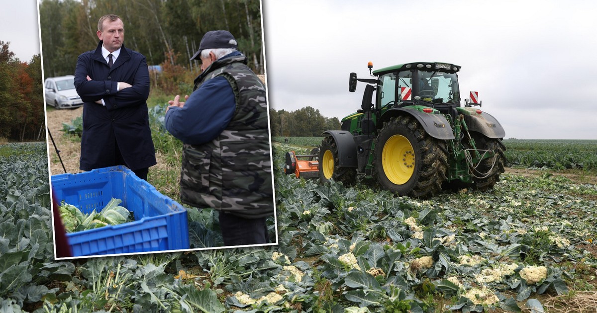 Rolnik z Podkarpacia nie wytrzymał. Zmielił 25 tys. kalafiorów