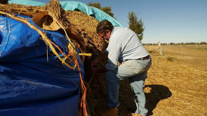 Na zdjęciach: australijscy rolnicy walczący z plagą myszy