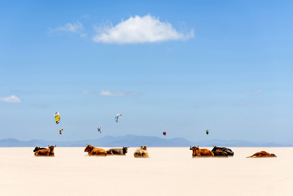 wyróżnienie w kategorii Miejsca: Andrew Lever - Cows And Kites (pol. Krowy i latawce)