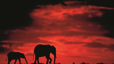 Silhouettes of Africa