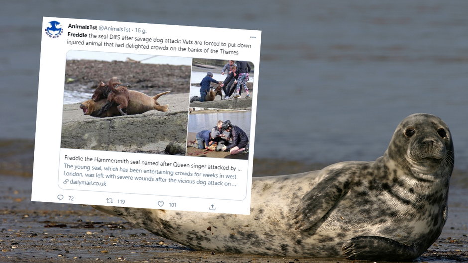Ulubiona foka londyńczyków została pogryziona przez psa i uśpiona