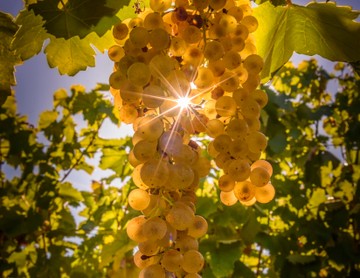 Vinoterápia: márpedig a tokaji aszú gyógyszer - erre használhatja