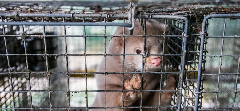 Miliardowe odszkodowania za wybicie norek w Danii