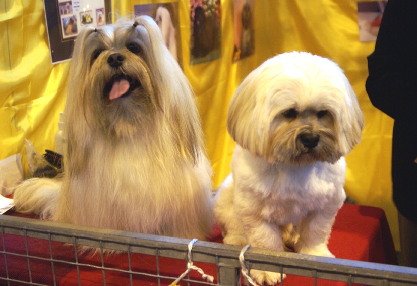 CRUFTS osobliwości