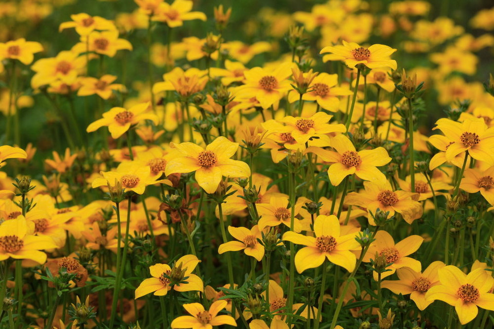 Kwiaty na taras długo kwitnące, na balkony i do donic: Uczep rózgowaty (Bidens ferulifolia)