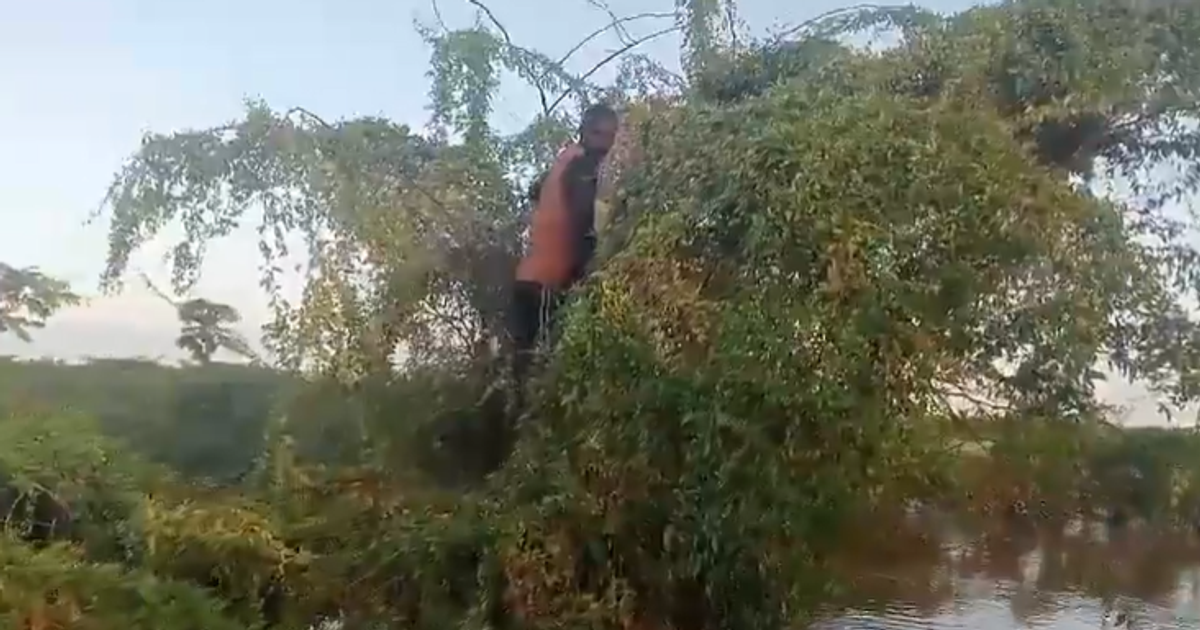 Man spends 5 days trapped on a tree to escape flood disaster - Vimarsana News