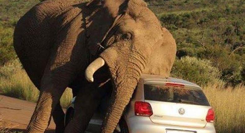 The Elephant taking care of its itch using a car