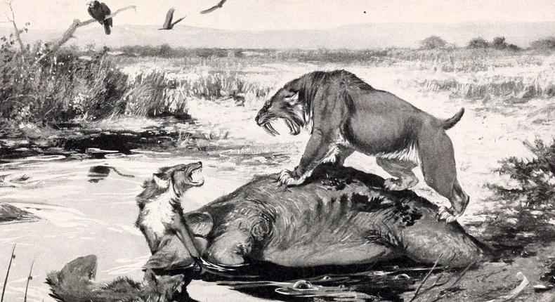 Dire wolves and a sabre-tooth cat fight over a mammoth carcass in this illustration of life at the tar pits.