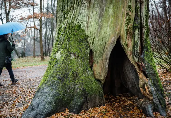 Przyszłość 500-letniego dębu wciąż jest niepewna. Ktoś rozpalił ognisko w pniu drzewa