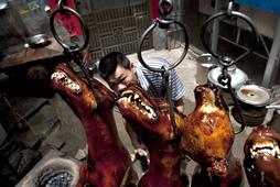 Dog Meat Festival Preprations In Yulin, China