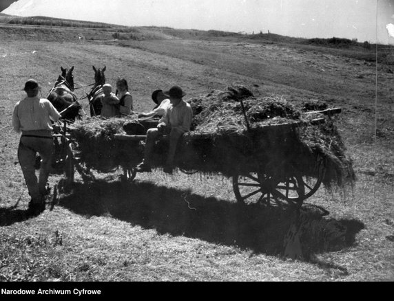 Sianokosy na Podhalu (1942 rok)  - domena publiczna