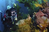 Scuba Diver and Sea Hare, Aplysia californica, Catalina Island, California, USA