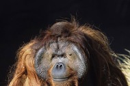 Orangutan