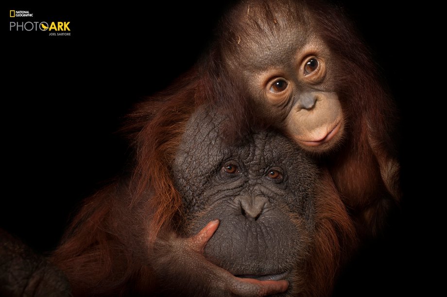 Joel Sartore z tak samo dużą uwagą traktuje zarówno małe i duże zwierzęta i tłumaczy, że trudność pracy z nimi nie zależy od rozmiaru.