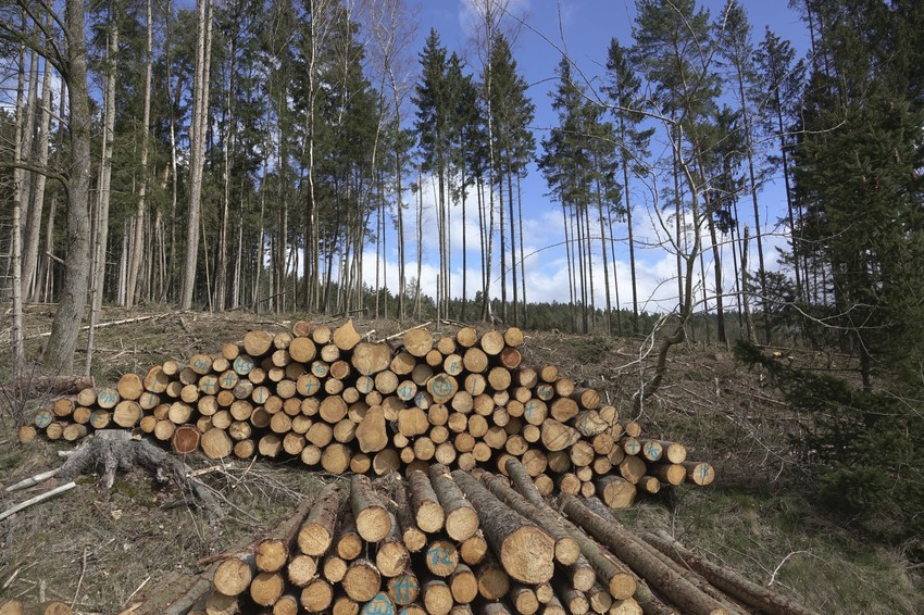 Krčenje šume - ilustracija