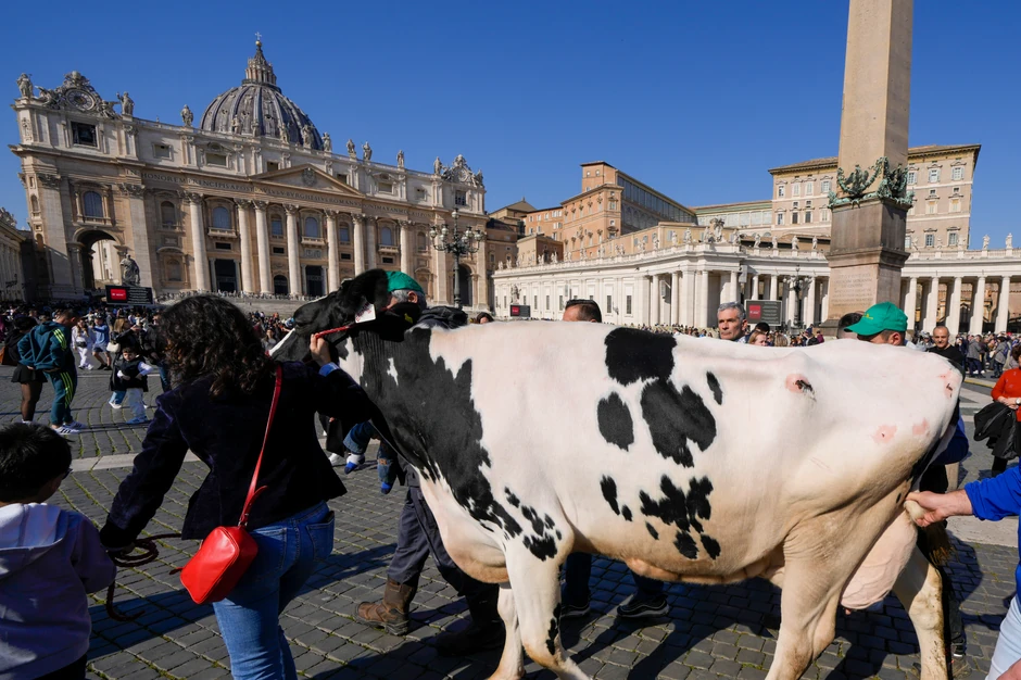 Papa Franja dobio kravu od farmera