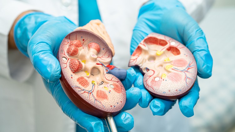 Krónikus veseelégtelenség tünet vizsgálat kezelés