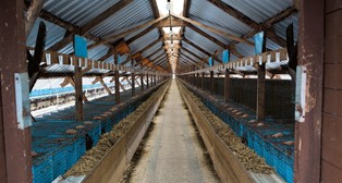 Wszyskie fronty wojny o futra. Branża walczy o swoje