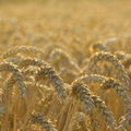 "Rz": Polska eksportuje coraz więcej pszenicy. "Tuż przed suszą wyprzedajemy zboże"
