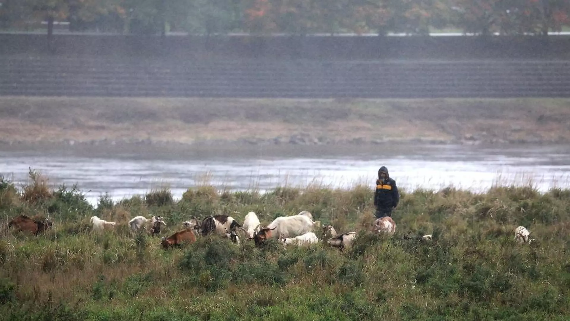 Martwe kozy nad Wisłą - stada pilnował bezdomny za parówki. "Ekologiczny projekt" Warszawy kosztował 100 tys.