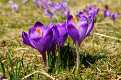 Sezon na krokusy lada moment. Gdzie rosną krokusy? Najlepsze miejsca w Polsce