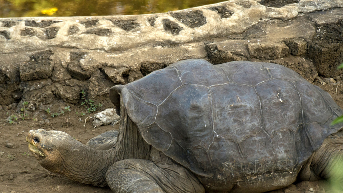 24 czerwca 2012 r. zdechł Samotny George (Lonesome George), ostatni żółw słoniowy z podgatunku Chelonoidis nigra abingdoni zamieszkującego wyspę Pinta w archipelagu Galapagos - poinformowały służby parku narodowego Galapagos.